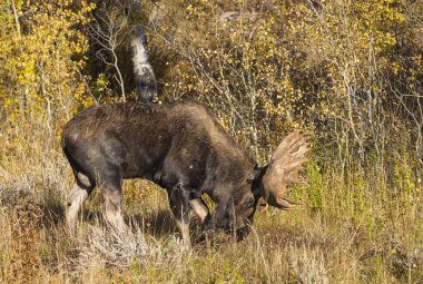 Grand Teton Ulusal Parkı Wyoming 'de sonbaharda tekdüze bir geyik.
