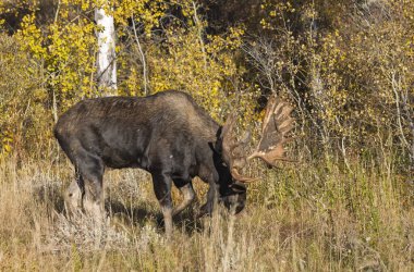 Grand Teton Ulusal Parkı Wyoming 'de sonbaharda tekdüze bir geyik.
