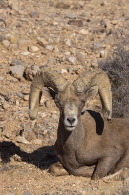 İtfaiye Vadisi 'nde kışın Nevada' da bir çöl koyunu.