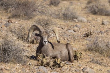 İtfaiye Vadisi 'nde kışın Nevada' da bir çöl koyunu.