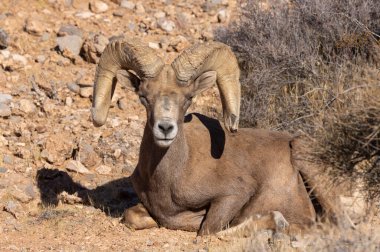 İtfaiye Vadisi 'nde kışın Nevada' da bir çöl koyunu.