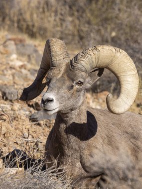 İtfaiye Vadisi 'nde kışın Nevada' da bir çöl koyunu.