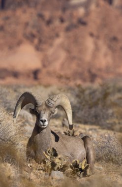 İtfaiye Vadisi 'nde kışın Nevada' da bir çöl koyunu.