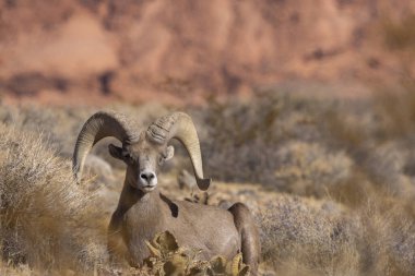 İtfaiye Vadisi 'nde kışın Nevada' da bir çöl koyunu.