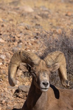 İtfaiye Vadisi 'nde kışın Nevada' da bir çöl koyunu.