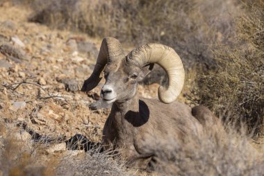 İtfaiye Vadisi 'nde kışın Nevada' da bir çöl koyunu.