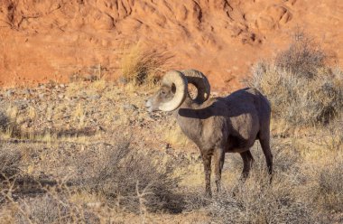 İtfaiye Vadisi 'nde kışın Nevada' da bir çöl koyunu.