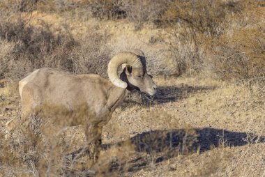 İtfaiye Vadisi 'nde kışın Nevada' da bir çöl koyunu.