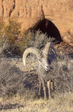 İtfaiye Vadisi 'nde kışın Nevada' da bir çöl koyunu.