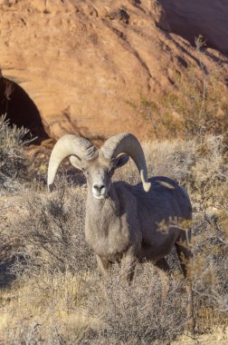 İtfaiye Vadisi 'nde kışın Nevada' da bir çöl koyunu.