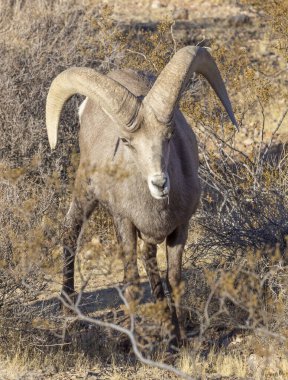 İtfaiye Vadisi 'nde kışın Nevada' da bir çöl koyunu.