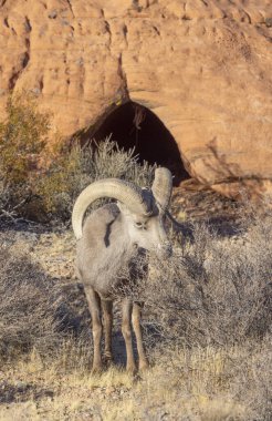 İtfaiye Vadisi 'nde kışın Nevada' da bir çöl koyunu.