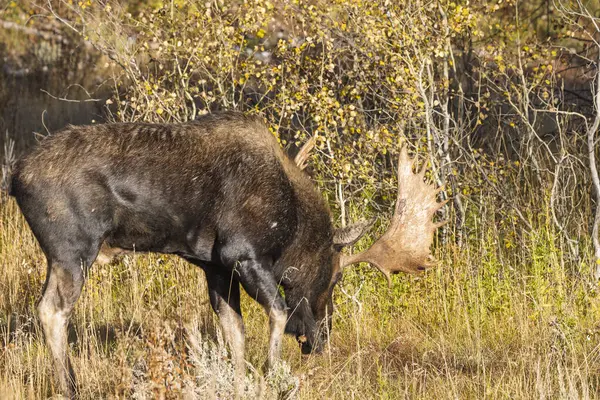 Grand Teton Ulusal Parkı Wyoming 'de sonbaharda tekdüze bir geyik.