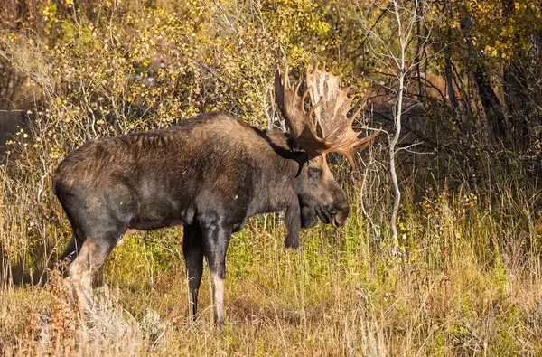 Grand Teton Ulusal Parkı Wyoming 'de sonbaharda tekdüze bir geyik.