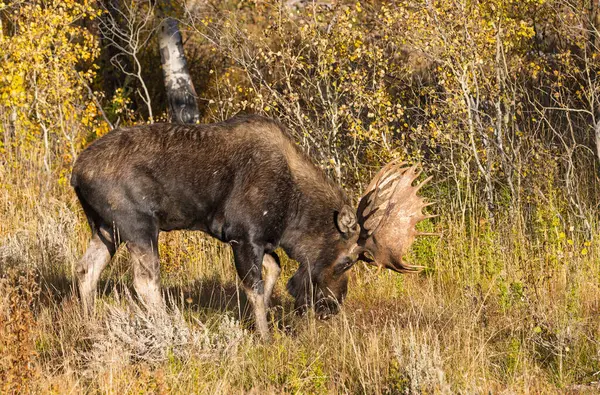 Grand Teton Ulusal Parkı Wyoming 'de sonbaharda tekdüze bir geyik.
