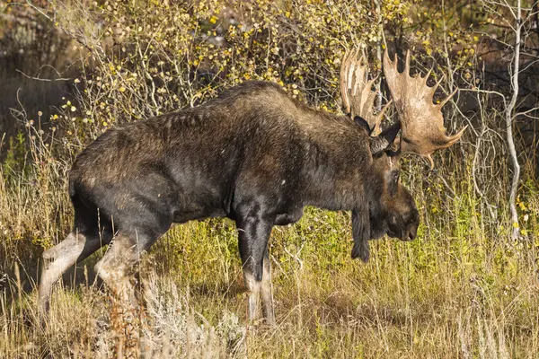 Grand Teton Ulusal Parkı Wyoming 'de sonbaharda tekdüze bir geyik.