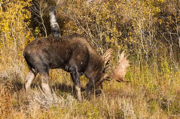 Grand Teton Ulusal Parkı Wyoming 'de sonbaharda tekdüze bir geyik.