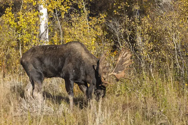 Grand Teton Ulusal Parkı Wyoming 'de sonbaharda tekdüze bir geyik.