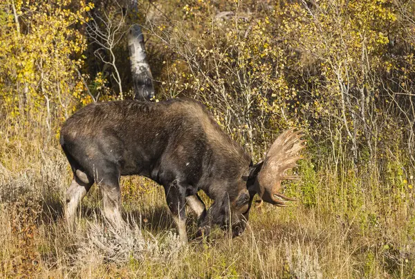 Grand Teton Ulusal Parkı Wyoming 'de sonbaharda tekdüze bir geyik.