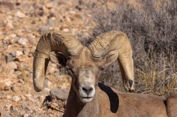 İtfaiye Vadisi 'nde kışın Nevada' da bir çöl koyunu.