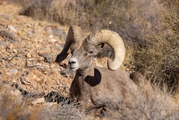 İtfaiye Vadisi 'nde kışın Nevada' da bir çöl koyunu.