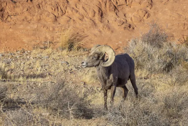 İtfaiye Vadisi 'nde kışın Nevada' da bir çöl koyunu.