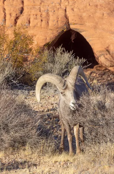 İtfaiye Vadisi 'nde kışın Nevada' da bir çöl koyunu.