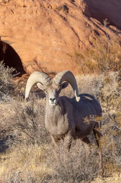 İtfaiye Vadisi 'nde kışın Nevada' da bir çöl koyunu.