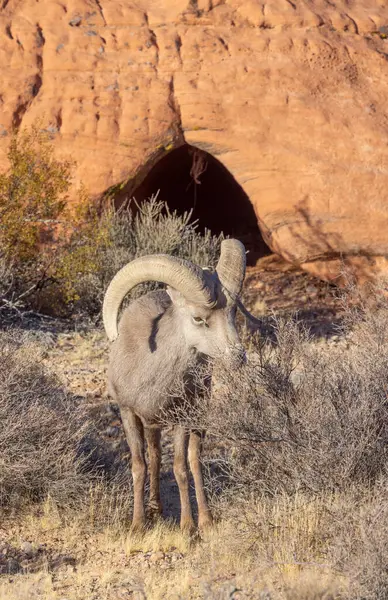 İtfaiye Vadisi 'nde kışın Nevada' da bir çöl koyunu.