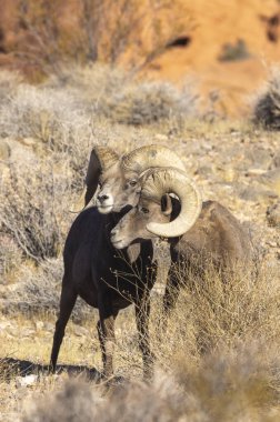 Nevada Çölü 'nde çöl koyunlarının koçu.
