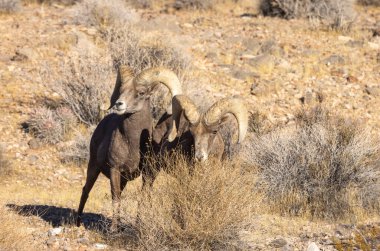 Nevada Çölü 'nde çöl koyunlarının koçu.