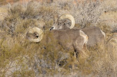 Nevada Çölü 'nde çöl koyunlarının koçu.