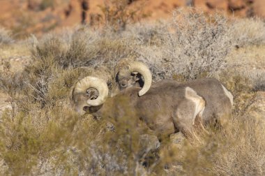 Nevada Çölü 'nde çöl koyunlarının koçu.