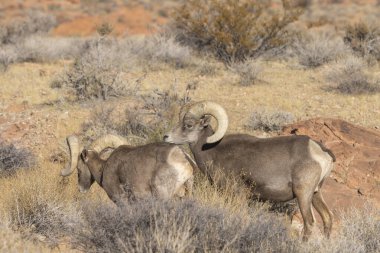 Nevada Çölü 'nde çöl koyunlarının koçu.