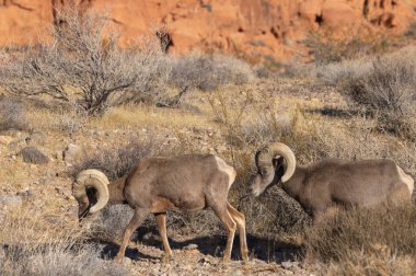 Nevada Çölü 'nde çöl koyunlarının koçu.