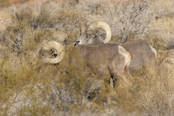 Nevada Çölü 'nde çöl koyunlarının koçu.