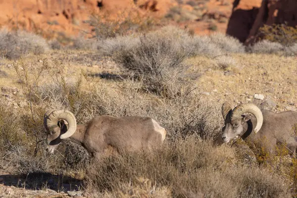 Nevada Çölü 'nde çöl koyunlarının koçu.