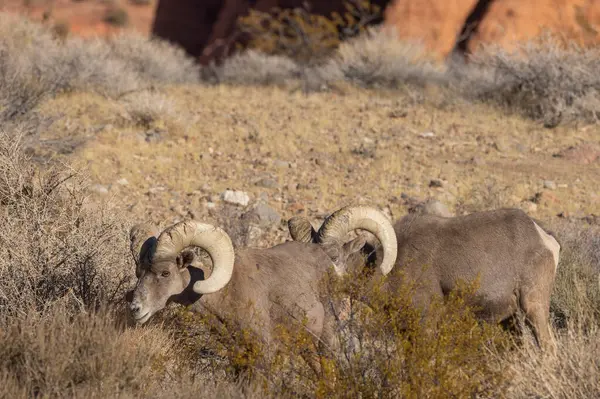 Nevada Çölü 'nde çöl koyunlarının koçu.