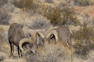 Nevada Çölü 'ndeki Ateş Vadisi Eyalet Parkı' nda çöl koçları.