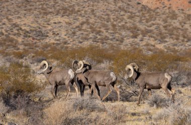 Nevada Çölü 'ndeki Ateş Vadisi Eyalet Parkı' nda çöl koçları.