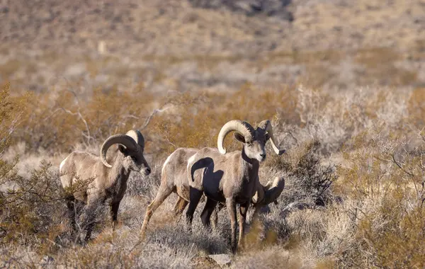 Nevada Çölü 'ndeki Ateş Vadisi Eyalet Parkı' nda çöl koçları.
