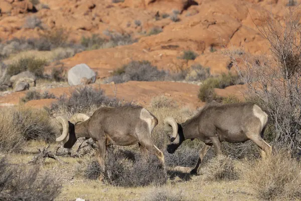 Nevada Çölü 'ndeki Ateş Vadisi Eyalet Parkı' nda çöl koçları.
