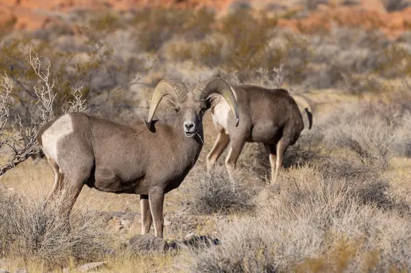 Nevada Çölü 'ndeki Ateş Vadisi Eyalet Parkı' nda çöl koçları.