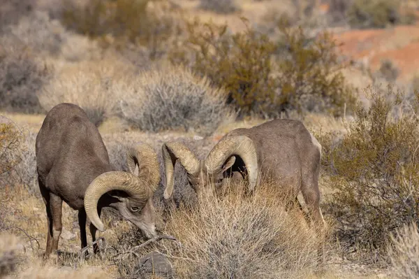 Nevada Çölü 'ndeki Ateş Vadisi Eyalet Parkı' nda çöl koçları.