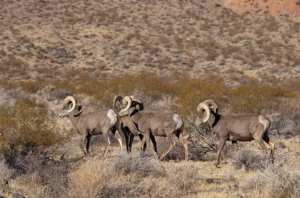 Nevada Çölü 'ndeki Ateş Vadisi Eyalet Parkı' nda çöl koçları.