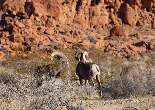 Nevada Çölü 'ndeki Ateş Vadisi Eyalet Parkı' nda çöl koçları.