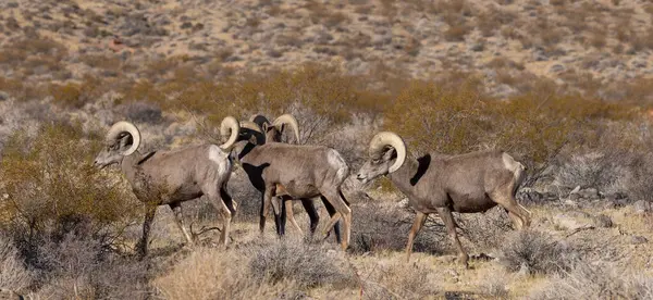 Nevada Çölü 'ndeki Ateş Vadisi Eyalet Parkı' nda çöl koçları.