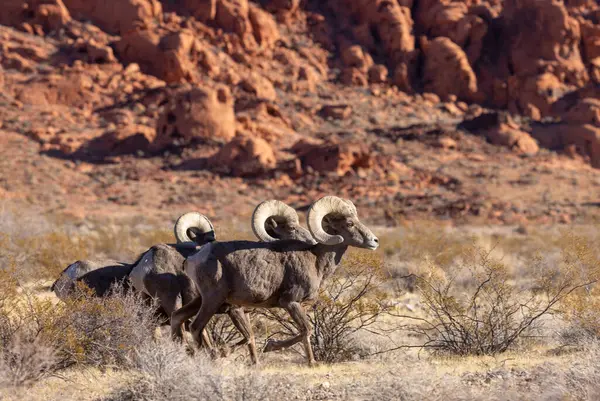 Nevada Çölü 'ndeki Ateş Vadisi Eyalet Parkı' nda çöl koçları.