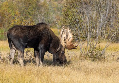Grand Teton Ulusal Parkı 'nda sonbaharda bir geyik.