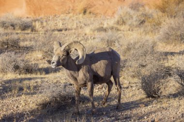 İtfaiye Vadisi 'nde kışın Nevada' da bir çöl koyunu.